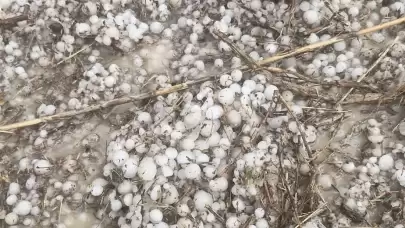 Ceviz büyüklüğündeki dolu, 700 dönümlük tarım arazisine zarar verdi.