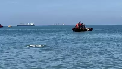 Mavi suların ortasında bulunan Angus hayvanı herkesi şaşırttı!