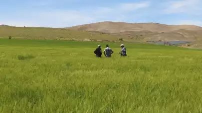 Elazığ'da süne popülasyonunu kontrol etmek amacıyla sürvey çalışmaları başlatıldı.