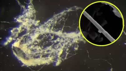 Bakterileri elektrik ileten yeni bir tür bulundu!