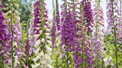 Avustralya'da Foxglove Bitkisi Tehlikeli Yabani Ot Olarak Tanımlandı
