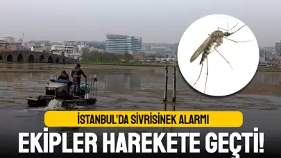 İstanbul’da sivrisinek yayılımı hız kazanıyor; Belediye ekipleri anında müdahale başlattı