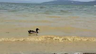 İznik Gölü'nde endişe veren durum: Kirlilik hızla artıyor