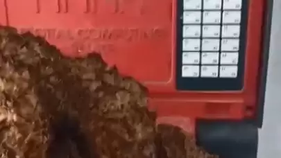 Karabağlar Yaylası’nda ender rastlanan dev kuzugöbeği mantarı keşfedildi!