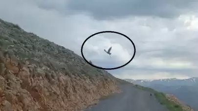 Kartalın yılan avı anı görüntülendi!
