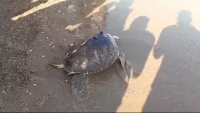 Deniz kaplumbağasının uydudan izlenen sinyali, Gazze'de kayboldu.