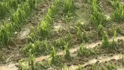 Sağanak ve dolu yağışı, ekili tarım arazilerini zarara uğrattı