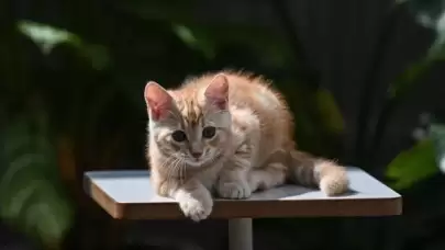 Sarman kedi türünün erkek olmasının nedeni keşfedildi!