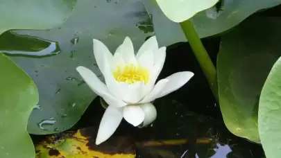 Bu çiçeği koparmanın cezası çok büyük! Ziyaretçileri hayran bırakıyor, koparan yandı!