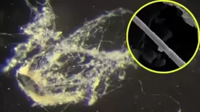Bu Bakteri, Geleceğin Sürdürülebilir Enerji Çözümü Olabilir!