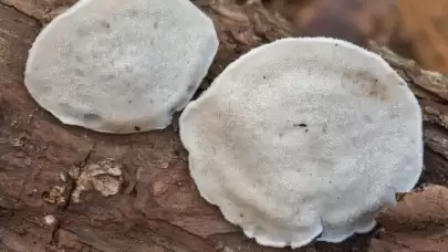 Mantarın içerisinde keşfedilen en acı madde!