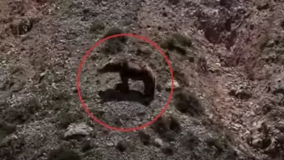 Bozayı Yavru Dağ Keçisini Avladı: O Anlar Dronla Görüntülendi!
