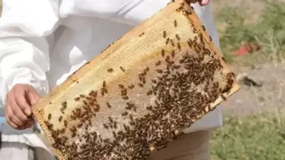Delibal’ ın fazlası zarar! Sadece dört yılda bir hasat ediliyor! Bu balın azı şifa, fazlası tehlike