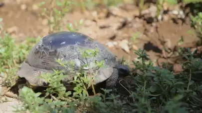 Kabuğu Kırılan Kaplumbağa Ustanın Onarımıyla Yeniden Doğaya Bırakıldı