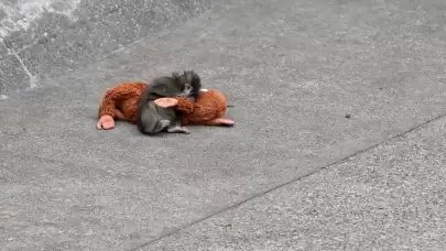 PUNÇ VE PELUŞ OYUNCAĞI REKORLAR KIRIYOR