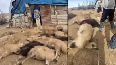 Tunceli’de Kurt Dehşeti: Bir Gecede 64 Koyun Telef Oldu!