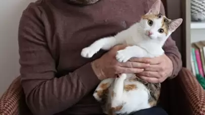 Evdeki Sigara Dumanının Evcil Hayvanlara Zararları Araştırma Konusu Oldu