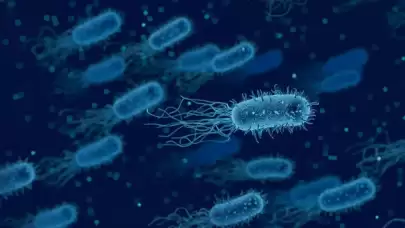 Bağırsak bakterilerinde serotonin sürprizi: Bilim dünyasını heyecanlandıran gelişme