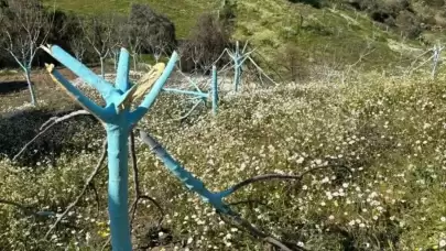 Bereketli Topraklara Balta Vuruldu! Aydın’da Doğaseverleri Ayağa Kaldıran Kıyım: Jeotermal mi, İmar mı? 700 Ağaç Artık Yok