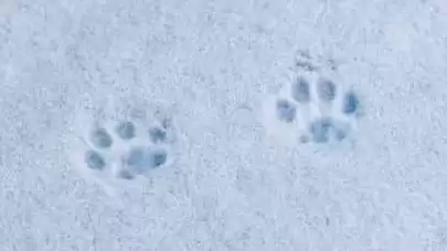 Dondurucu Soğukta Mucize Kurtuluş: Yol Kenarında Bulunan Yavru Kedi Hayata Döndürüldü