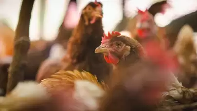 Avrupa’da ilk "H9N2 kuş gribi" vakası kayıtlara geçti: Bilinenler neler?