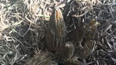 Kilosu 1500 TL: Toroslar’da nadir bulunan mantara yoğun ilgi