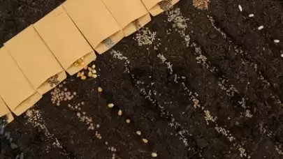 “Ekmeyin” Dediler Ama Dinlemedi: Gizemli Tohumlardan Şaşırtan Sonuç