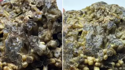 Beklenmedik keşif koleksiyonerlerin ilgisini çekti