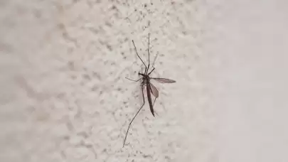 İstanbullular Dikkat! Bahar Geldi, Risk Arttı: Valilik Kene ve Sivrisineklerle Mücadele İçin Düğmeye Bastı: 39 İlçeye "Acil Önlem" Talimatı