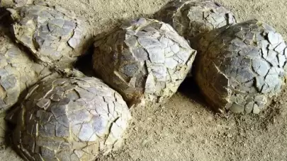 “Jurassic Park”ı hatırlatan keşif: Fransa’da dinozor çağından izler bulundu