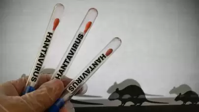 Hantavirüs Araştırmasında Yeni Bulgular Endişe Yarattı
