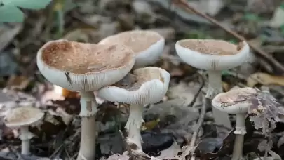 Yabani mantardan zehirlenen 1 kişi öldü, 5 kişi tedavi altında