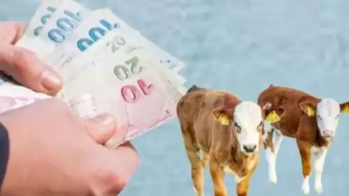 Buzağı desteği için belirlenen tutar ne kadar olacak? Buzağı yardımı ödemeleri ne zaman yapılacak? İkinci dönem buzağı desteği başvuru tarihleri açıklandı.