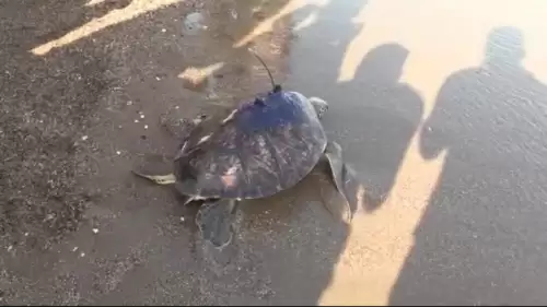 Deniz kaplumbağasının uydudan izlenen sinyali, Gazze'de kayboldu.