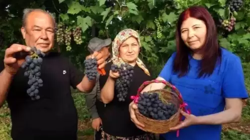 Tarımda ‘Siyah inci’ coşkusu başladı.