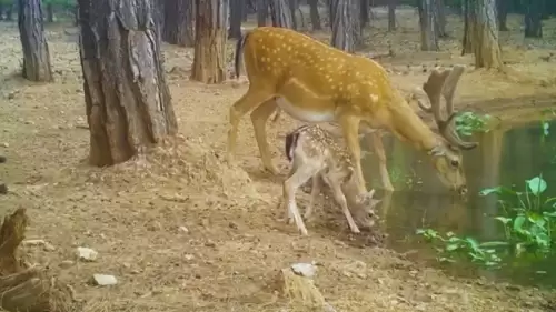 Fotokapanlar Nesli Tehdit Altındaki Alageyik Ailesini Kaydetti