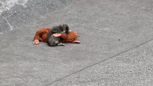 PUNÇ VE PELUŞ OYUNCAĞI REKORLAR KIRIYOR