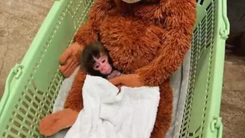 Hayvan Hakları Aktivistlerinden “Özgürlük” Çağrısı: Punch İçin Değil Tüm Doğadaki Canlar İçin