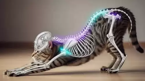 Kediler neden çoğu zaman ayaklarının üzerine düşer?