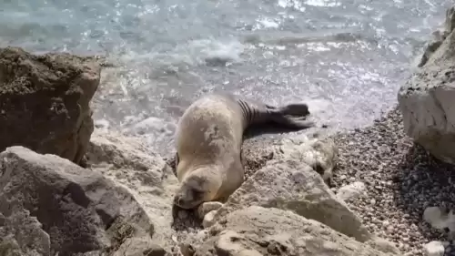 Turizmin Başkentinde Doğa Katliamı: Akdeniz Fokları Tehlike Altında!