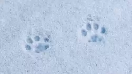 Dondurucu Soğukta Mucize Kurtuluş: Yol Kenarında Bulunan Yavru Kedi Hayata Döndürüldü