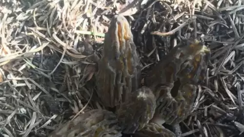 Kilosu 1500 TL: Toroslar’da nadir bulunan mantara yoğun ilgi