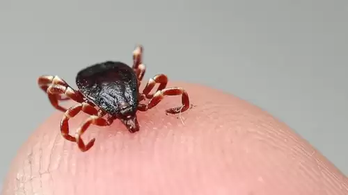 Sıcaklık Artışıyla Kene Vakalarında Risk Yükseliyor