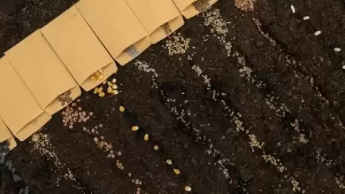 “Ekmeyin” Dediler Ama Dinlemedi: Gizemli Tohumlardan Şaşırtan Sonuç