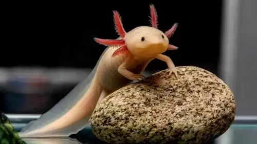 Aksolotlların yenilenme yeteneği bilim dünyasında yeni umut yarattı