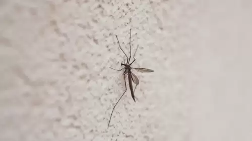 İstanbullular Dikkat! Bahar Geldi, Risk Arttı: Valilik Kene ve Sivrisineklerle Mücadele İçin Düğmeye Bastı: 39 İlçeye "Acil Önlem" Talimatı