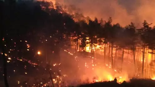 Japonya’daki orman yangınında bin hektardan fazla alan zarar gördü