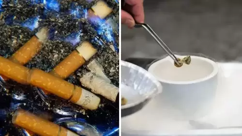 Yeni Araştırma: Psikedelik Mantarlar Sigarayı Bırakmayı Kolaylaştırabilir Mi?