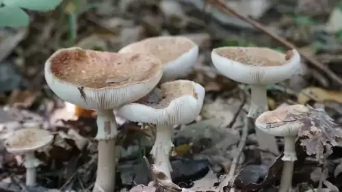 Yabani mantardan zehirlenen 1 kişi öldü, 5 kişi tedavi altında