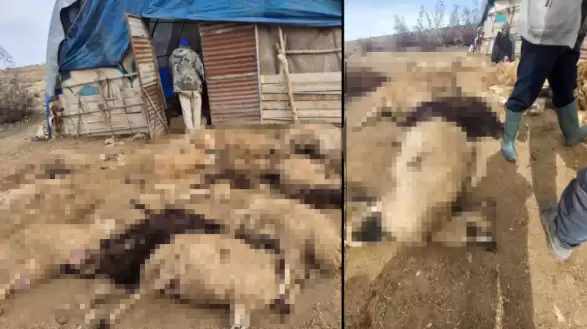 Tunceli’de Kurt Dehşeti: Bir Gecede 64 Koyun Telef Oldu!